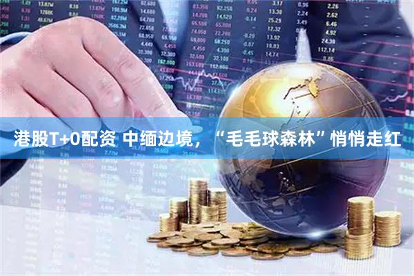 港股T+0配资 中缅边境，“毛毛球森林”悄悄走红